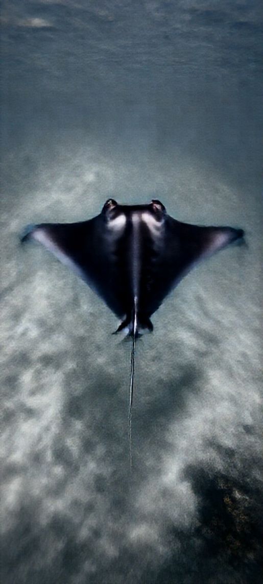 Manta Ray Gliding Graceful Underwater Photorealistic Wallpaper