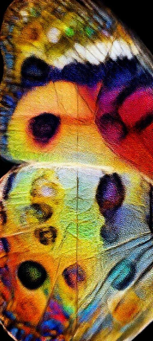 Butterfly Wing Macro Scales Colorful Photorealistic Wallpaper