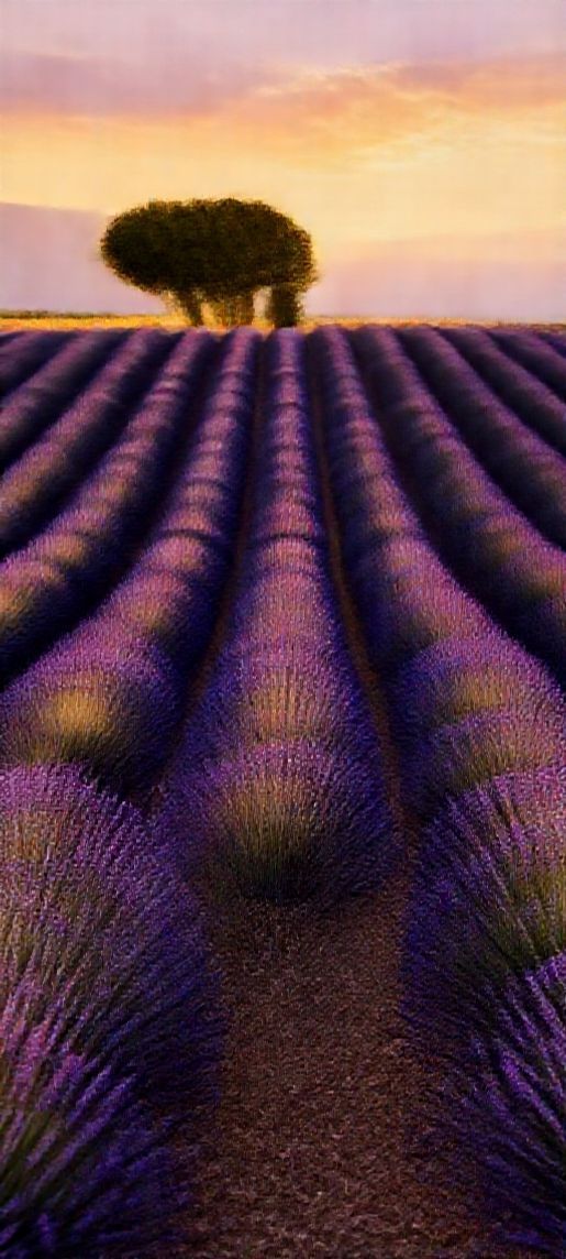 Lavender Fields Provence Sunset Golden Photorealistic Wallpaper