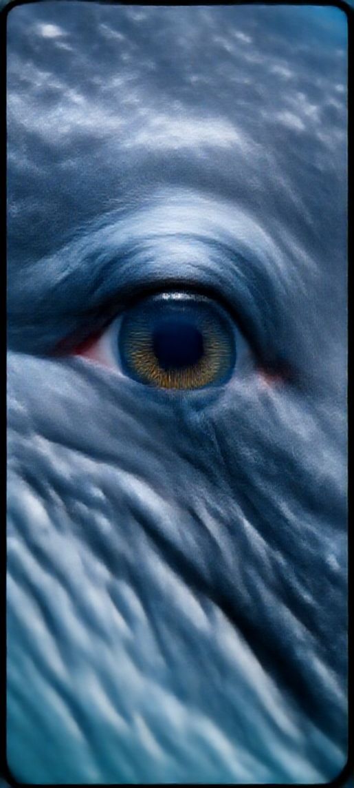 Whale Eye Closeup Lunar Ultra HD Wallpaper