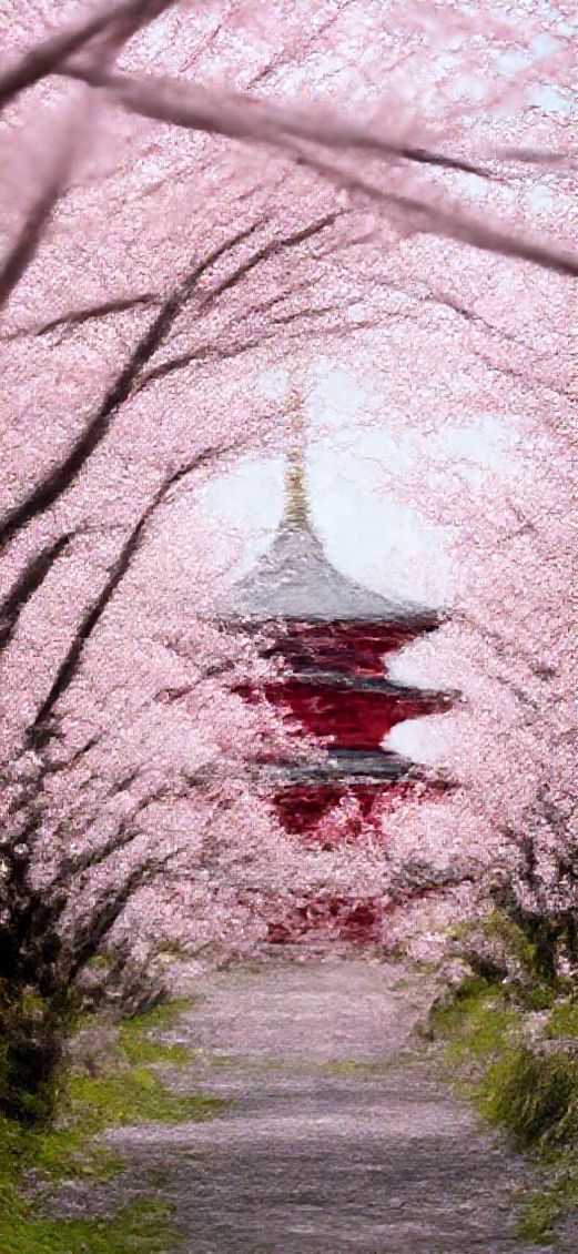 Nature Elegant Spring Cherry Blossoms Wallpaper