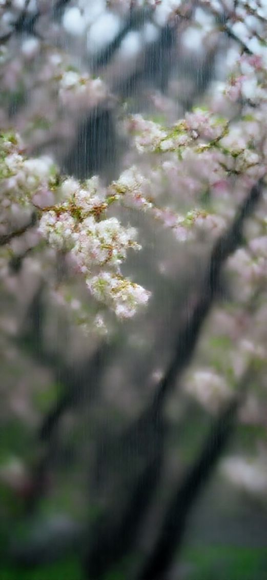 Vintage Spring Rain Flower Blooming Time Wallpaper