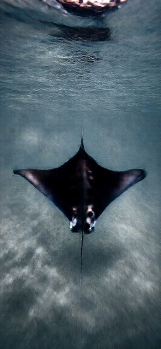 Luminous Moody Manta Ray Gliding Wallpaper