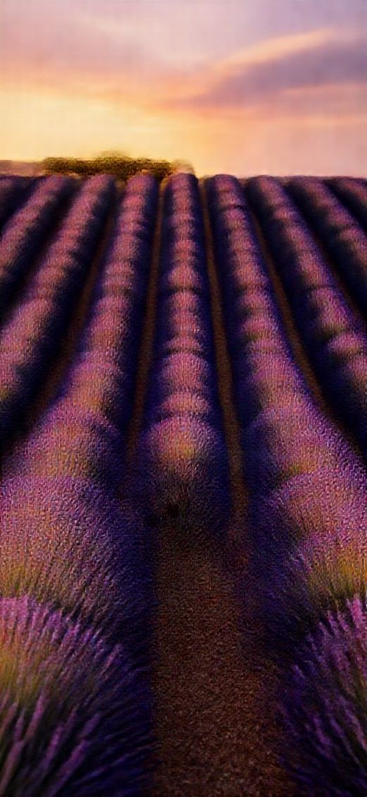 Exquisite Ancient Lavender Fields Provence Wallpaper