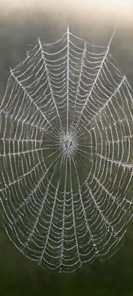 Tropical Dew Spiderweb Light Aesthetic Wallpaper