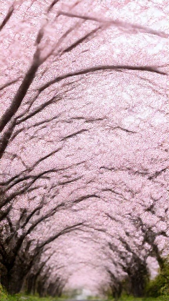 Photorealistic Serene Cherry Blossoms Japan Wallpaper