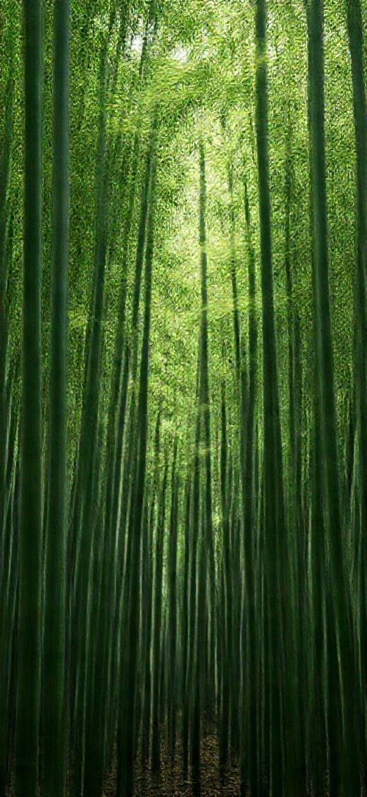 Bamboo Grove Swaying In Wind Minimalist Wallpaper