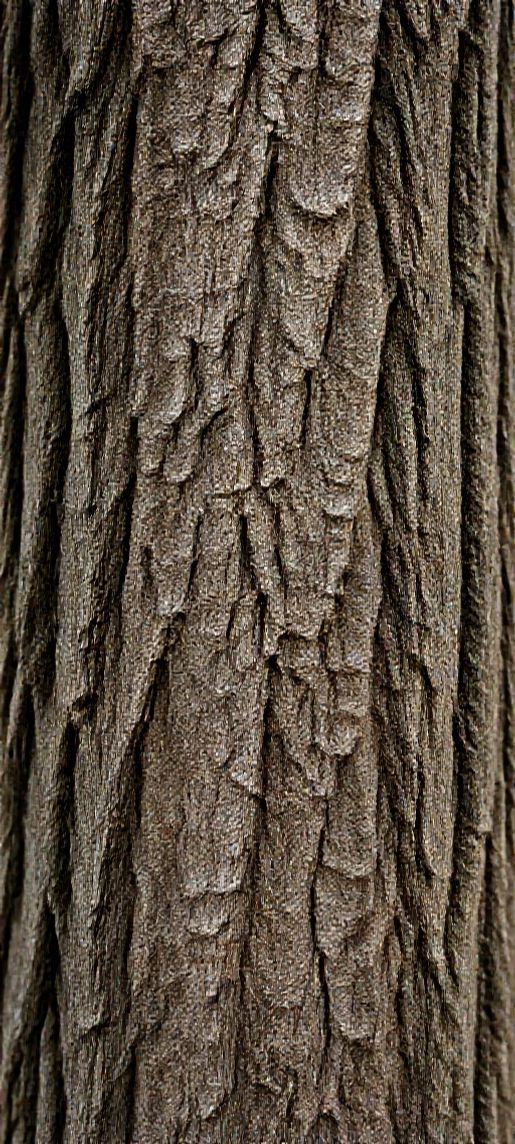 Tree Bark Texture Macro Lines Photorealistic Wallpaper