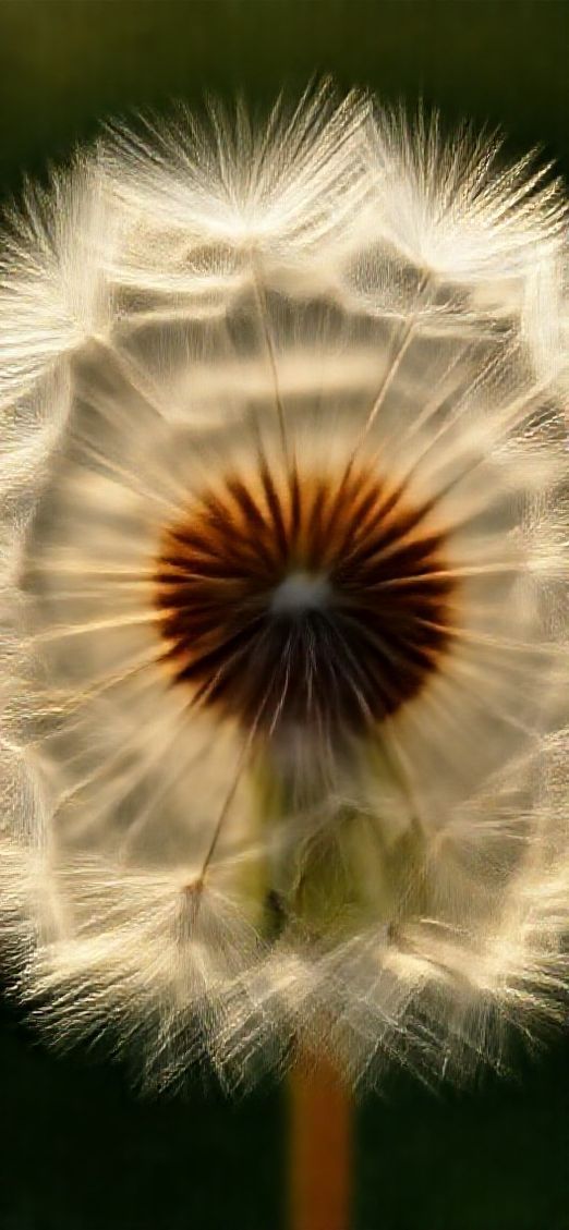 Dandelion Seeds Floating In Golden Aesthetic Wallpaper