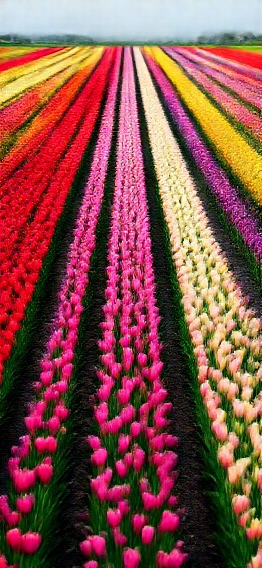 Chromatic Spring Field Colorful Photorealistic Wallpaper