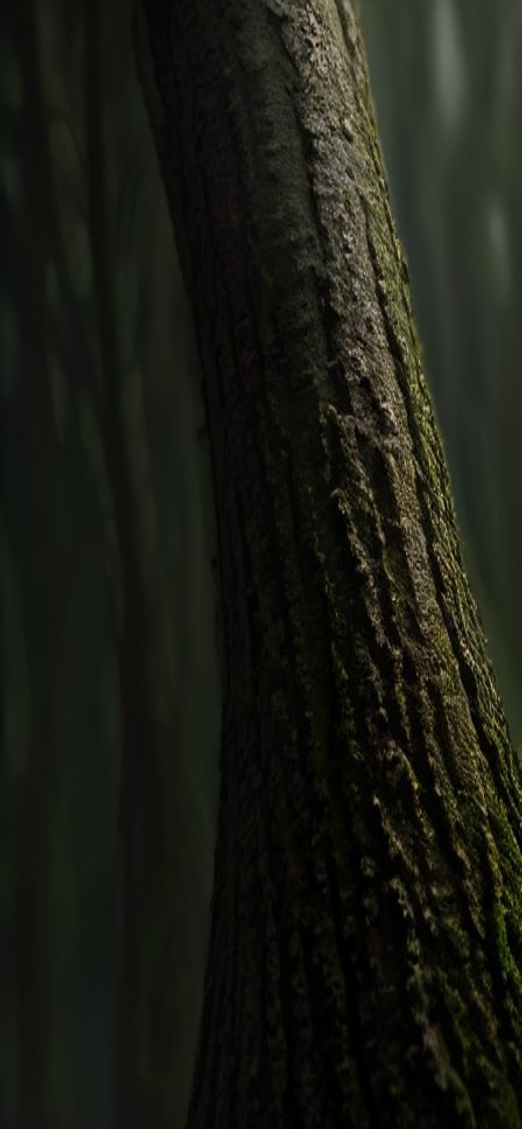 Celestial Tree Bark Texture Macro Photorealistic Wallpaper